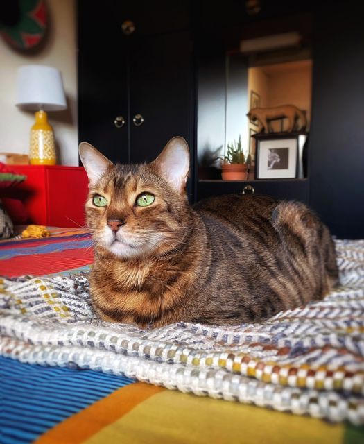 Bengal cat Neko executing the perfect kitty loaf on the bed. He’s looking out the window and looks absolutely beautiful with the sun highlighting his sage green eyes.