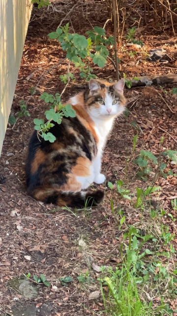 Photo of a tricolor cat, sitting on the ground, near yellow wall. The cat is turned to right side of the picture but is looking at camera. There is a bush with two branches with leaves, behind and above the cat.