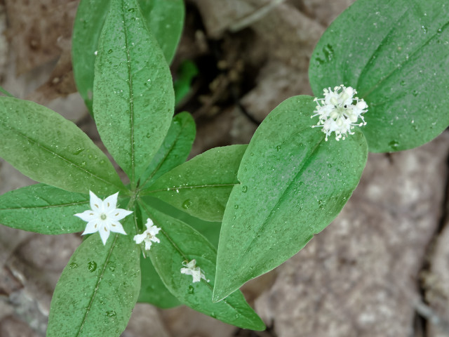 Top-down photo of small white flowers atop tall stems with much larger spade-shaped leaves.. There are two plants in the image. On the lower left plant, there are many of the green leaves arrayed around the circumference of the stem, and the flower is a seven-sided star shape. The other in the upper right has fewer broader leaves, and the flower looks like more of a puff ball. Scraps of this flower's petals (one one like it) rest on the leaves of the first plant. At casual glance, they look like the same species, with one shining like a star, and one exploding like a supernova (but I think they might be two different species based on the details of the leaves, but I'm not sure).