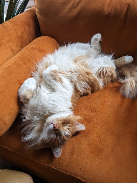 fluffy white and ginger cat lying on his back on an orange sofa looking very blissful