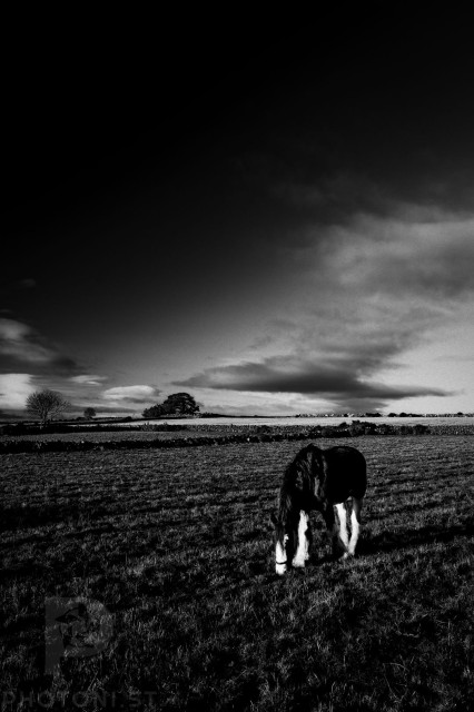 Horse grasing in a field