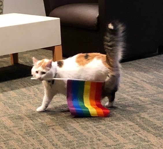 A Picture of a Calico Cat, carrying the LGBT Flag around with their mouth. Happy Pride Month!