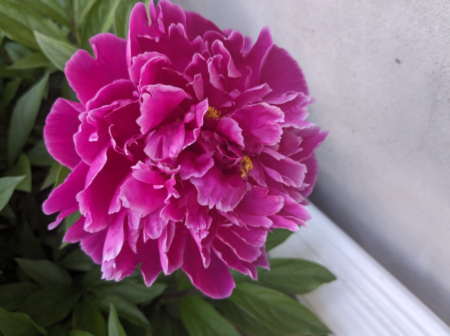 Bright pink peony, open with some green leaves behind