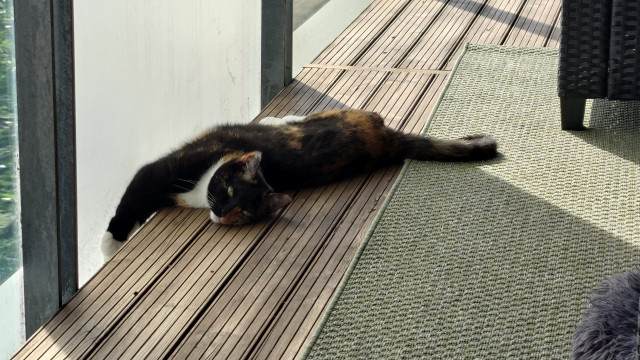 Trefärgad katt ligger och sträcker ut sig på balkonggolvet. Solen ligger på men katten har lagt sig i skuggan.