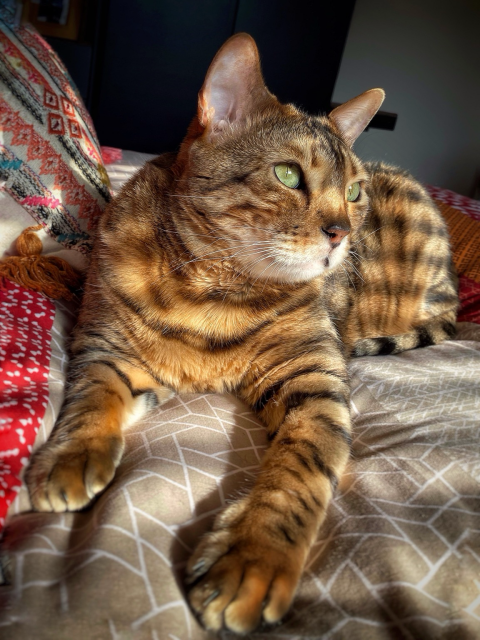 A beautiful capture of bengal cat Neko lounging on the bed looking out towards the window in the early morning. The sun is coming through the window blinds casting stripy shadows onto him. The golden shadows bouncing off of him make him look like a small tiger.