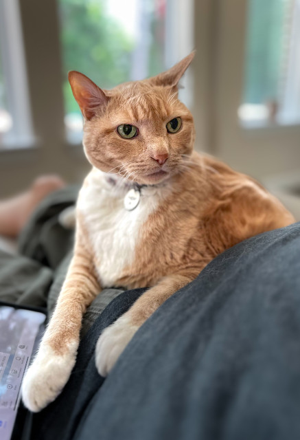 Color photo of a large orange and white tabby cat lying on top of a person’s midsection with windows in the background. 