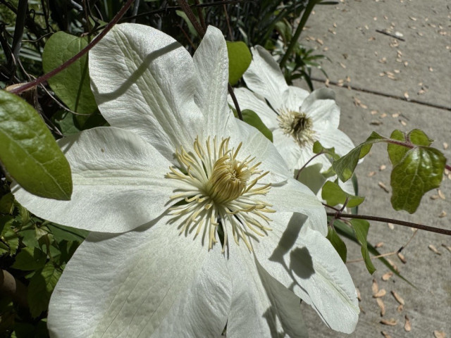 Close-up of two white flowers with large petals and prominent yellow centers, surrounded by green leaves. The background features a sidewalk scattered with fallen leaves.