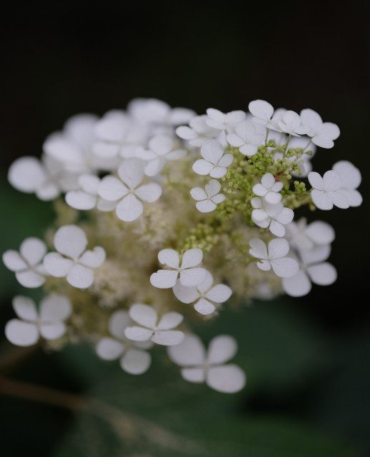 White oakleaf hydrangea bloom close up