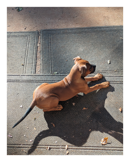 fall morning light. a large boxer puppy with black, unclipped tail rests on all four on a plain rug on a concrete porch. she's looking straight ahead and casts a large shadow.