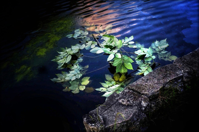 A green leafed branch sits in the water on the edge of a pond. The dark blue of the water reflects the sunlight and shadows of nearby trees. A large rock can be seen as part of the shore.