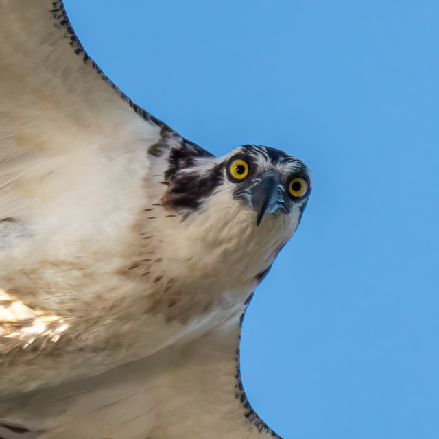 A close-up photograph of an Osprey staring down at the photographer.