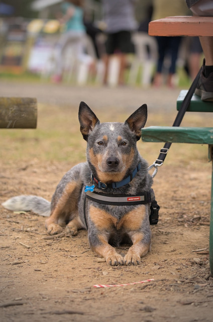 A Blue Heeler is lying in the red dirt, staring directly at the camera. He has large pricked ears and is wearing a harness. He is lying next to a timber picnic table, the corner of which can just be seen to the right of shot. The photo has a very shallow depth of field which brings the dogs face into sharp focus but leaves the background extremely soft, further emphasising the intensity of the dogs expression. A number of people on plastic chairs can just be made out in the distance, but due to the soft focus they mostly merge into the background.