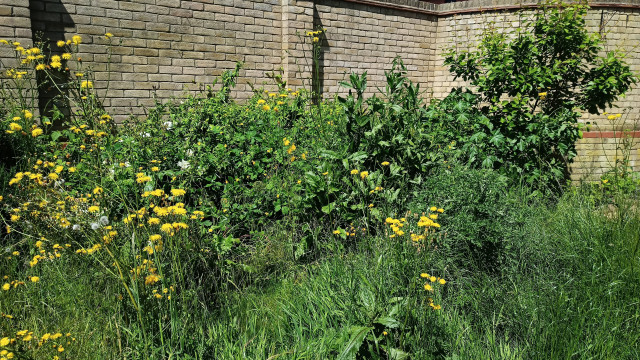 A garden with a wall behind it. It's an absolute riot of green with yellow and white flowers.