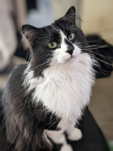 A black and white tuxedo cat sat looking directly at the camera.