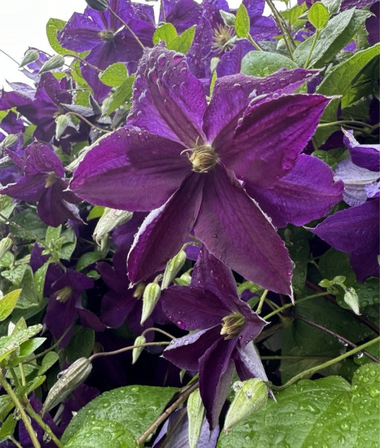 Cluster of vibrant purple flowers with green leaves, covered in raindrops.