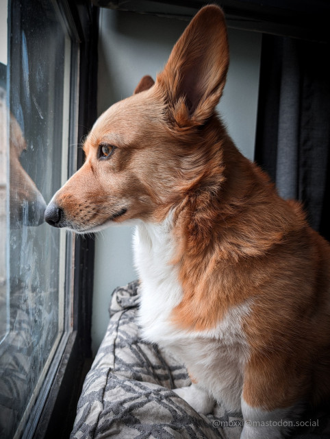 moxxi the corgi is in front of a black window, her nose smearing nose juice on the glass. she's staring outside and she's on a grey dog bed.
