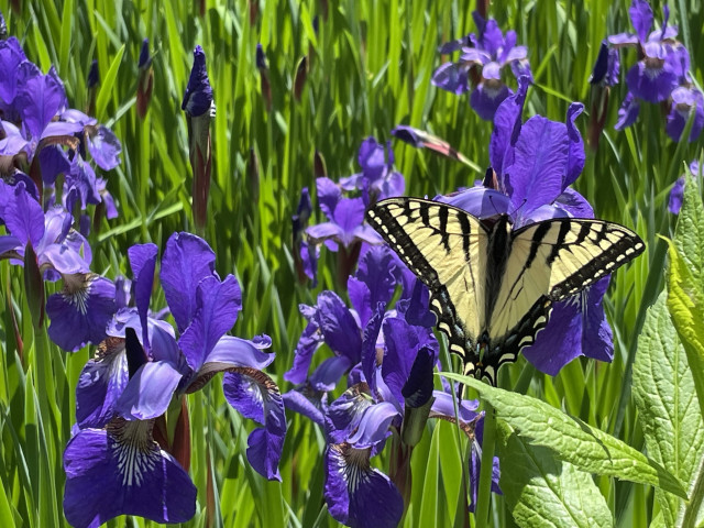 An Eastern Tiger Swallowtail butterfly on a purple iris flower.

The butterfly has striking yellow wings, with a black striping across them. The edge of the wings is mostly black, with spots of yellow and blue.

The irises are purple and mostly bloomed. Their leaves and other grasses are seen in the background.