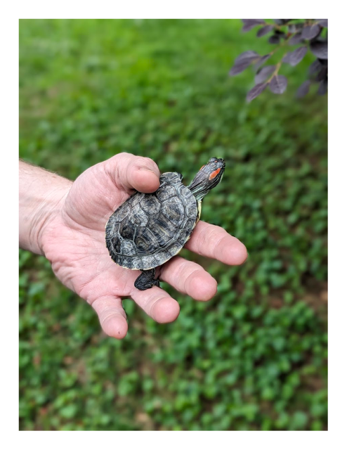 close-up. a man holds a pet turtle, a red-eared slider, in his palm holding them in place with his thumb as the turtle crawls toward the edge.