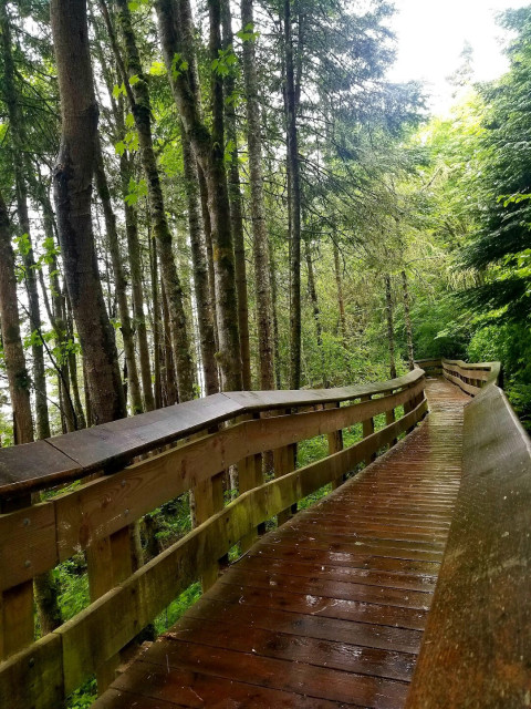 A wooden boardwalk winding through through the forest. Railings are on both sides. It is wet from the rains.