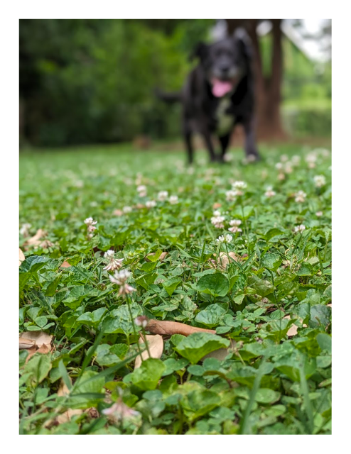 daytime, grassy/weedy yard. ground level view of an out of focus large black dog, tongue out walking in the mid distance. the background is green.