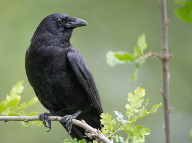 American crow on an oak tree 