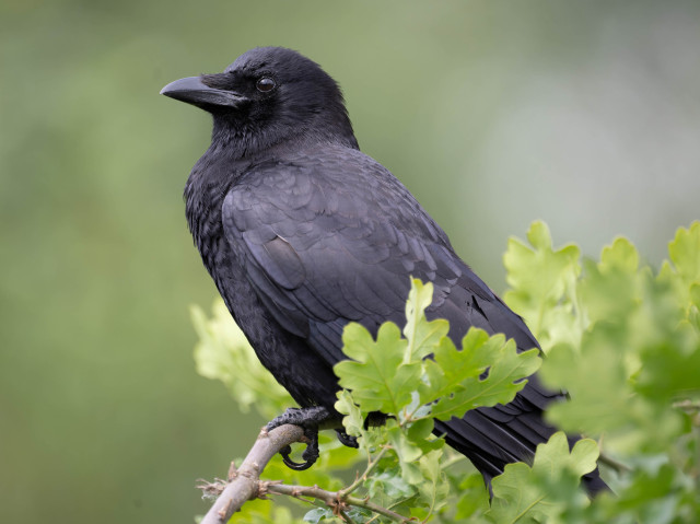 American crow on an oak tree 