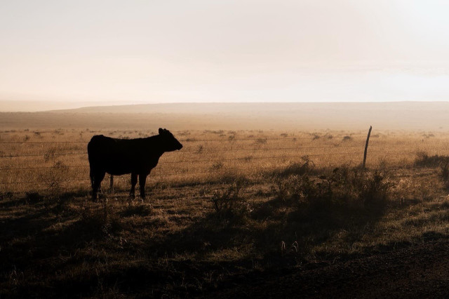 A cow silhouetted by morning sun stands amongst golden grass.