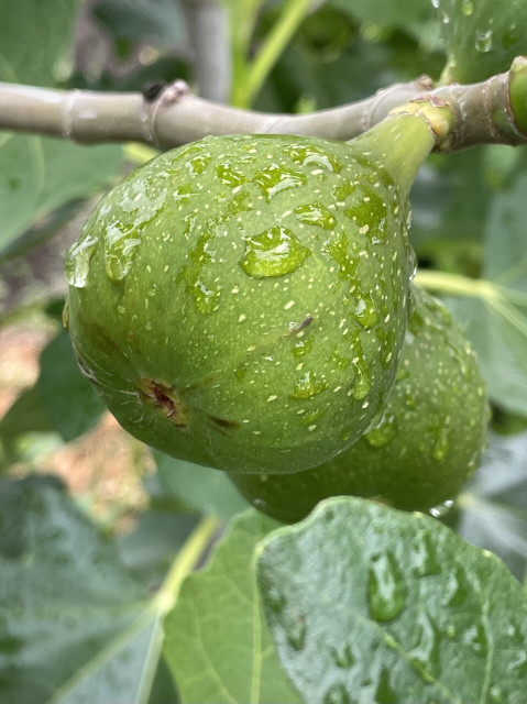 Photograph of young, still green, figs.
Their surfaces are covered with short laying hairs, which are placed on their round bodies to repel rain drops.
Three figs and in the background you can see leaves and branches as large as the palm of a human hand.