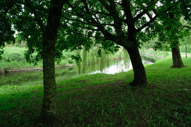 Two trees with lush green leaves stand beside a calm river.