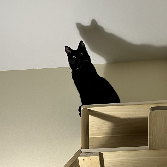 up upon a high shelf near a celling, a black cat looks down with big eyes and a weird expression, his shadow on the ceiling right above