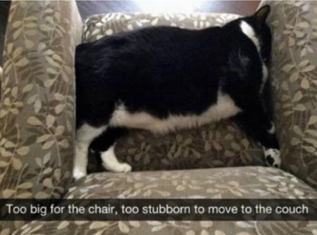 A cat is lying on a cushion with its legs extended toward the back of the couch in a dramatic pose.