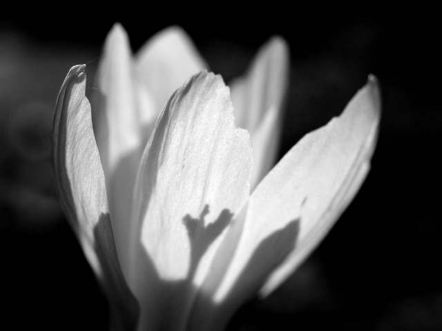 A close-up monochrome photo of a crisp white crocus flower photographed from the side so that sunlight shines through the petals, and the stamen at the centre casts a shadow on the one at the front. The petals are long and oval, curved inwards and have slightly jagged edges. The background is completely in shadow.