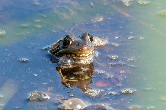 Closeup of a frog poking his head out of the shallow water of a pond. His lips have a line of yellow spots interrupted by black lines that makes them look like a row of teeth.
The water has some bubbles floating on it.
