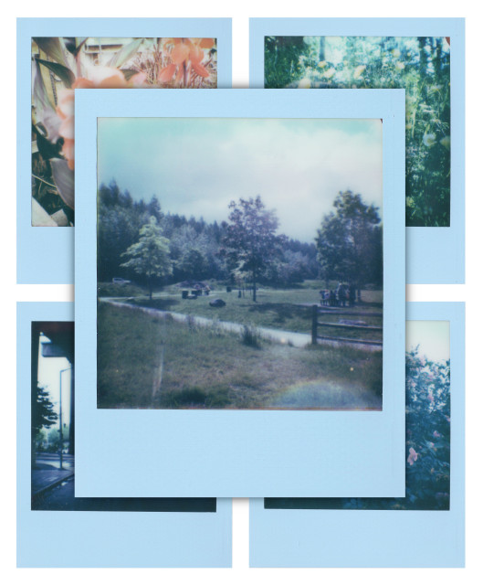Five shots of flowers and nature on Polaroid Go Powder Blue edition frames