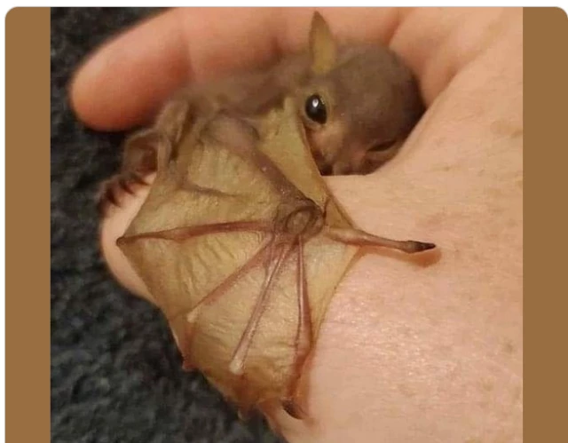 Photo of a very cute baby bat hugging someone's thumb.