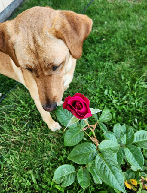 Golden Labrador retriever sniffing a deep pink rose bud.