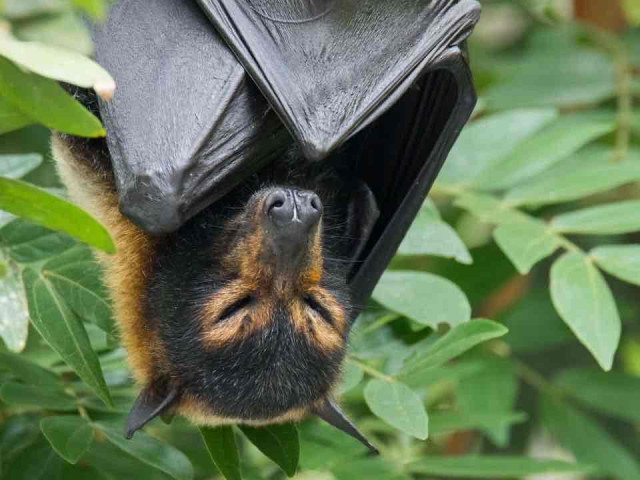 A bat with golden brown fur and black wings is hanging upside down from a tree branch surrounded by green leaves.