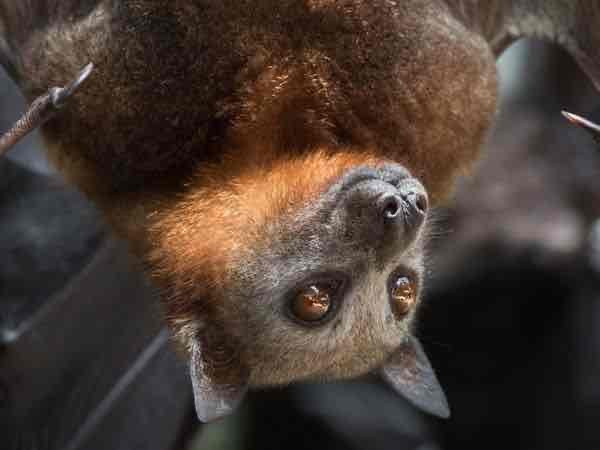A bat hangs upside down, its brown fur and large eyes visible, with dark wing membranes in the background.