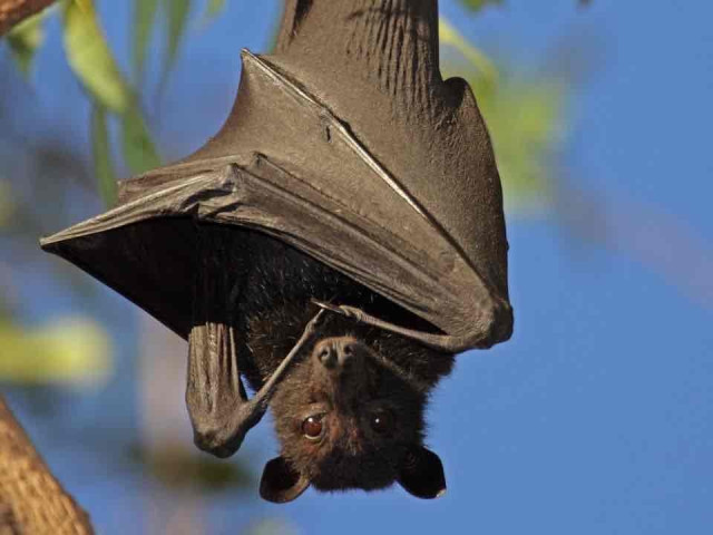 A bat hangs upside down on a branch during daylight, with wings partially folded and its face visible, against a backdrop of blue sky and green foliage.
