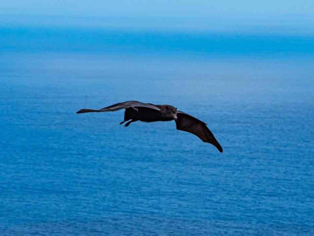 A bat flying over a calm, expansive body of water on a clear day.