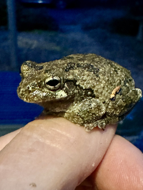Ornate Treefrog with jewel like eyes perched on a thumb. 