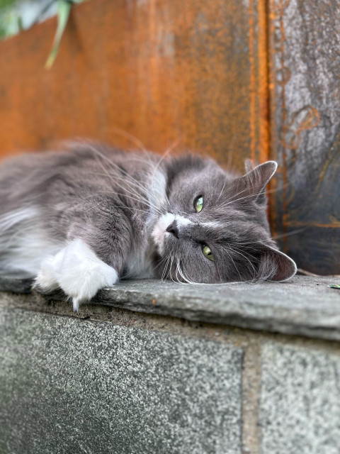 En grå och vit långhårig katt ligger på en grå skiffermur framför en rostig odlingslåda. Katten ligger på sidan och ser in i kameran med kisande gröna ögon.