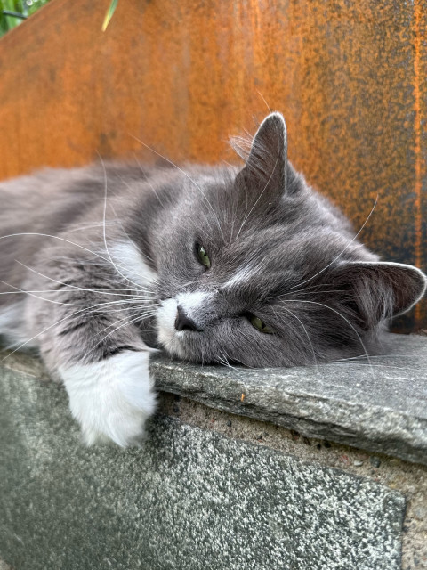 En grå och vit långhårig katt ligger på en grå skiffermur framför en rostig odlingslåda. Katten har halvslutna ögon och en vit tass hängande bredvid ansiktet.