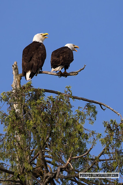 Photograph of two bald eagles calling from a treetop seconds before mating, by photographer Peggy Collins.