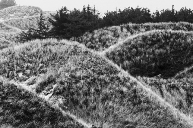 Geschwungende Dünen mit Seegras hintereinander als schwarzweiß-Bild mit hohem Kontrast.
Im Hintergrund auch ein paar Nadelbäume.