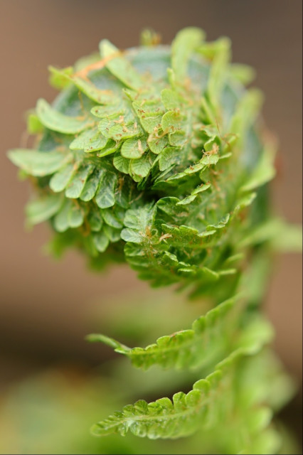 A pale green fern frond unrolling itself and starting to stretch its arms out wide. The frond is still quite tightly curled up, with low depth of field, against a blurry background