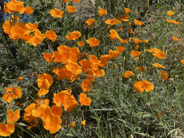 Large numbers of very bright orange california poppies with light green foliage in the background.