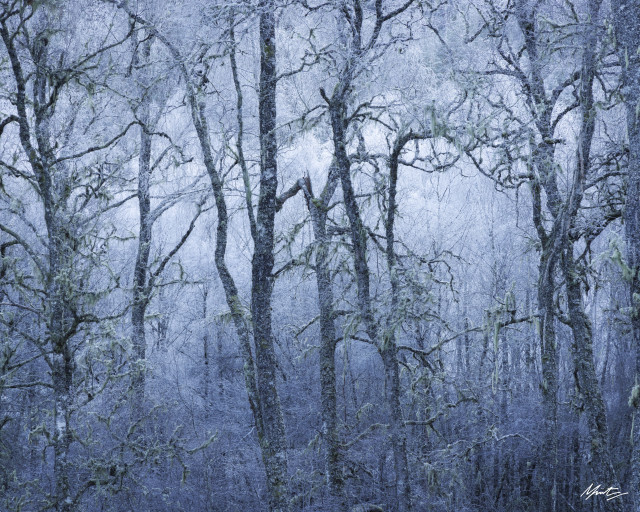 birch trees encrusted in hoar frost