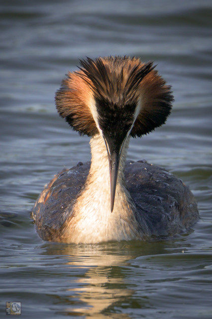 he great crested grebe has an impressive plume on its head and orange ruff around its neck during the breeding season. It has white cheeks, a dark cap, a white neck and a dark body.