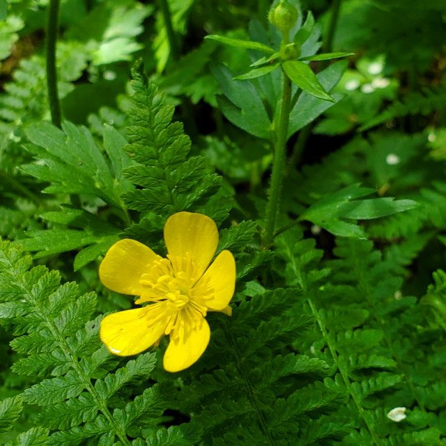 Bright yellow creeping buttercup flowers. 5 petals.